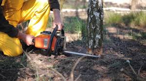 Best Emergency Tree Removal  in Ponderosa Park, CO