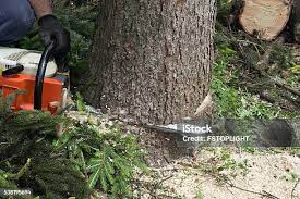  Ponderosa Park, CO Tree Removal Pros