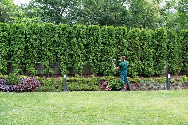 Best Lawn Pest Prevention  in Ponderosa Park, CO