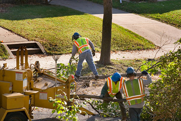 Best Tree Preservation Services  in Ponderosa Park, CO